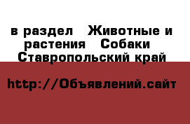  в раздел : Животные и растения » Собаки . Ставропольский край